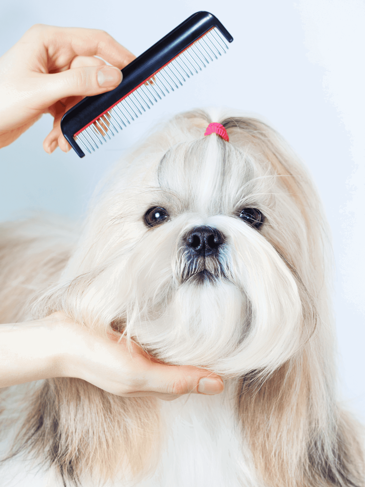 Dog grooming, dog brushing, pet grooming, grooming tips, grooming tools.