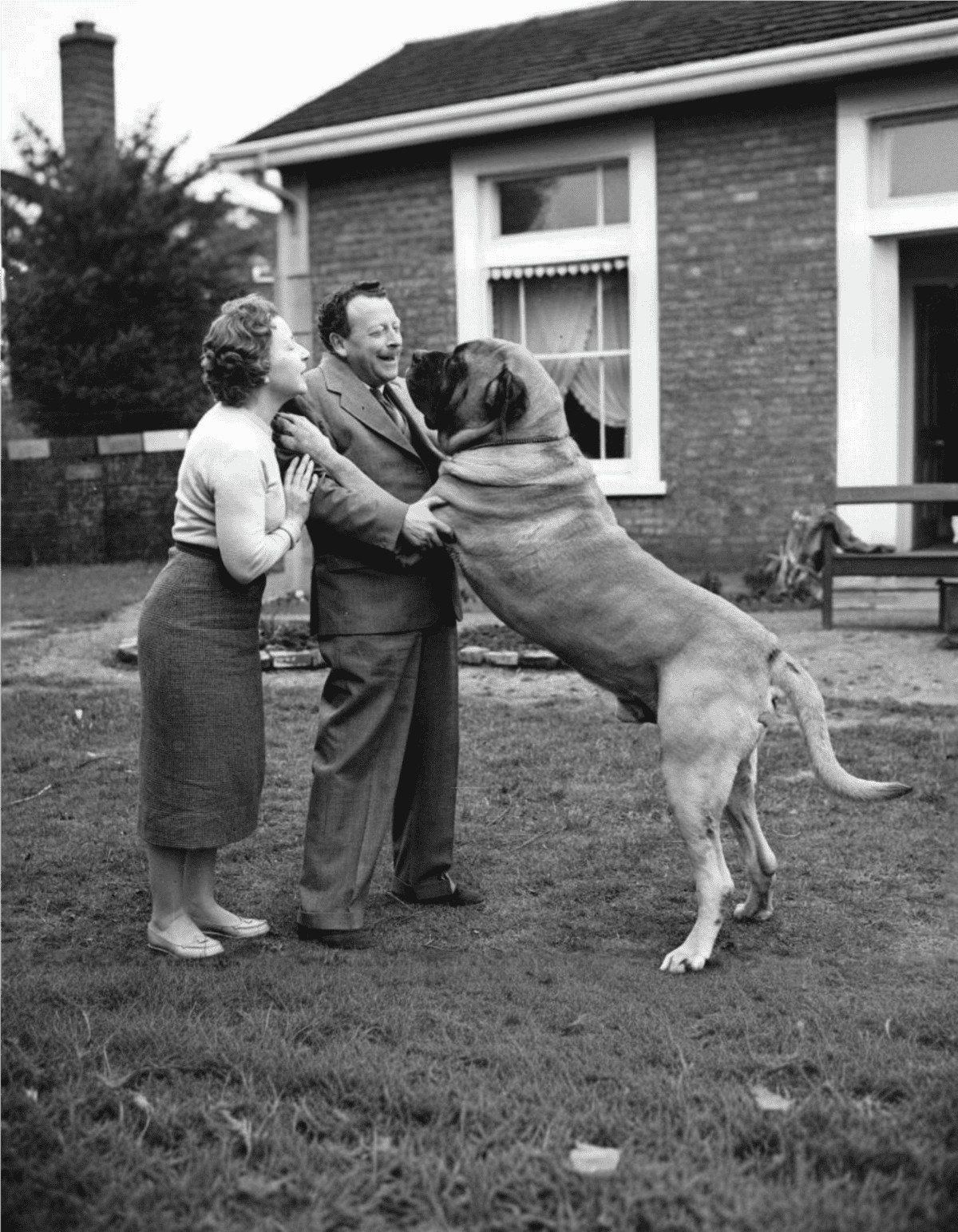 Large dog excitedly welcomes family at home.