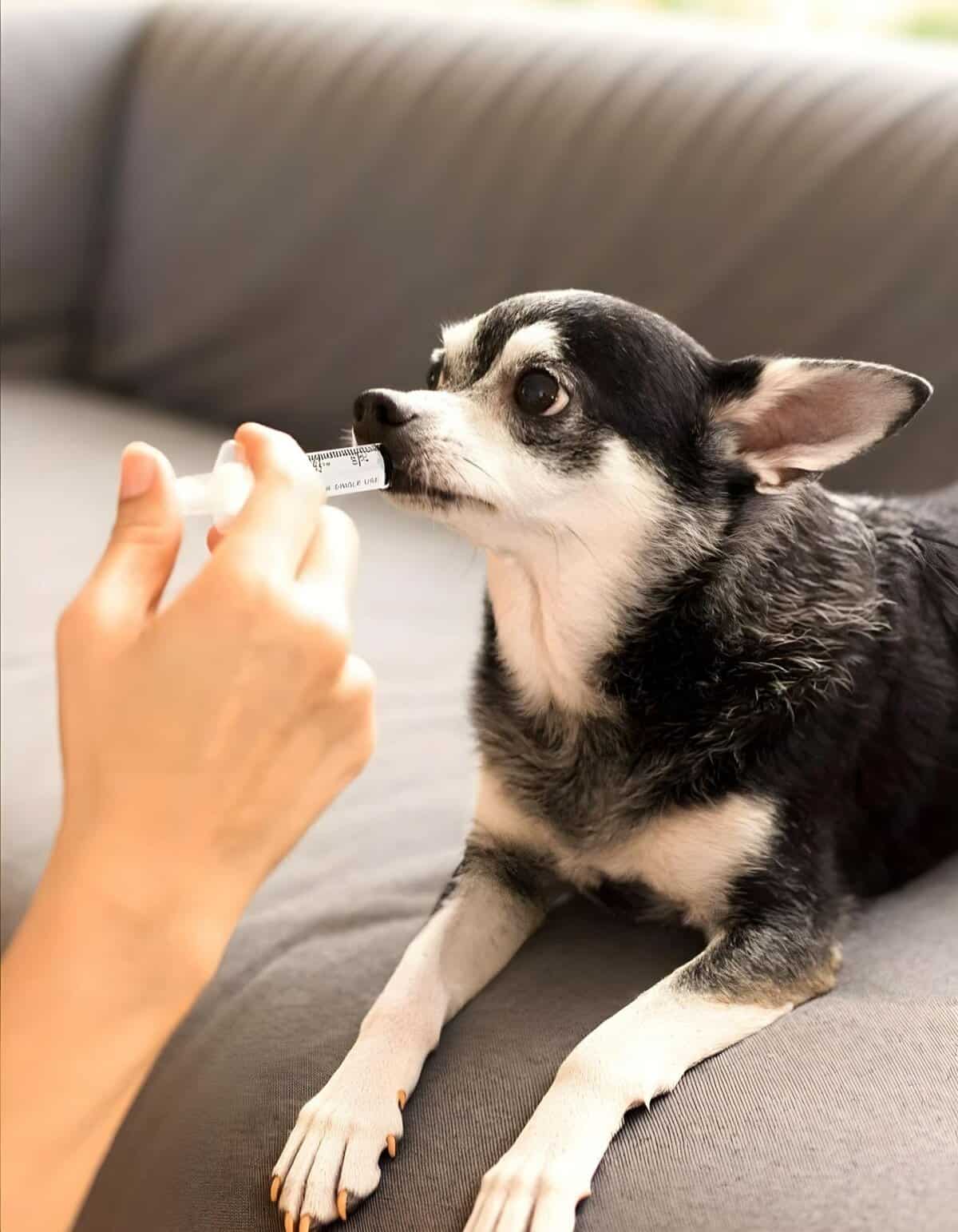 Dog vaccination, puppy health check, pet care and veterinary services.