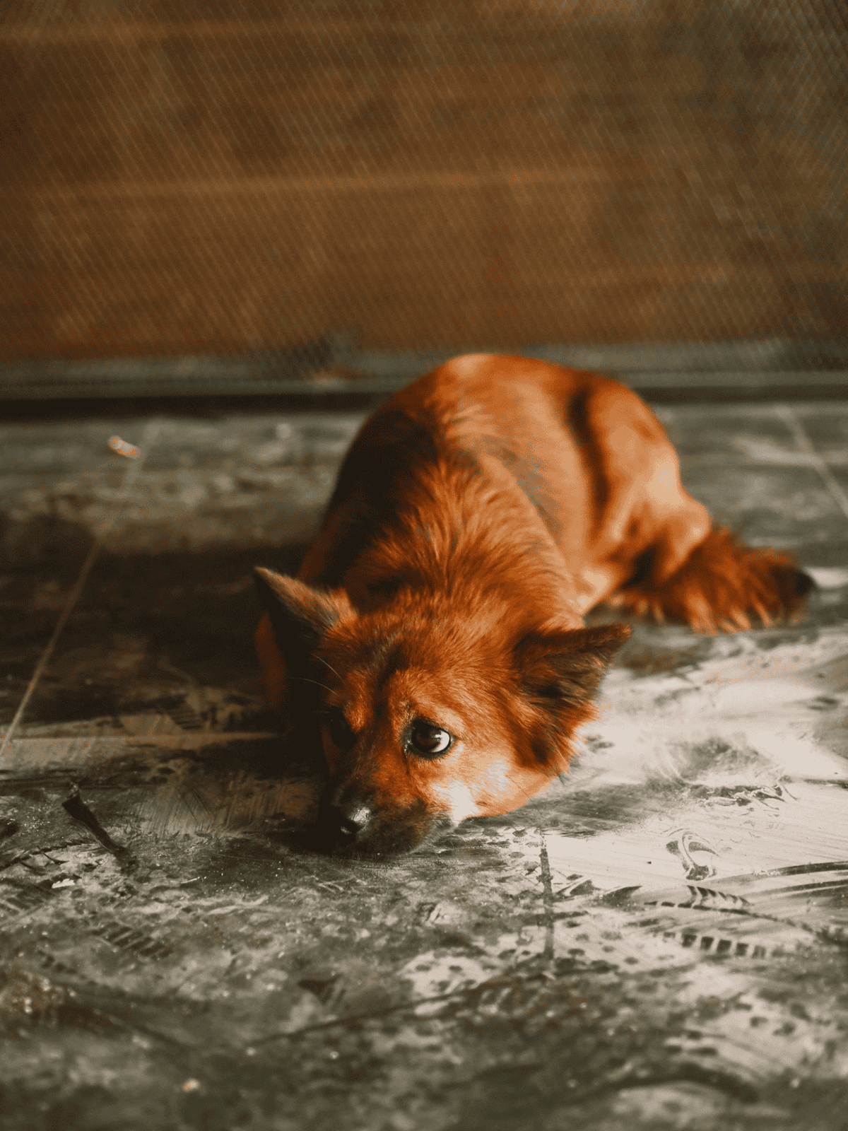 Cute brown dog relaxing on the floor, perfect for pet adoption and dog rescue.