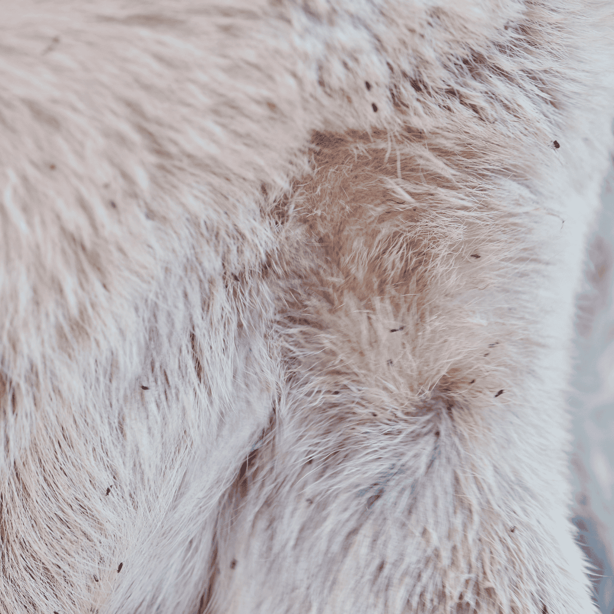 Close-up of a dog’s fur and skin, showing the importance of grooming and skin health.