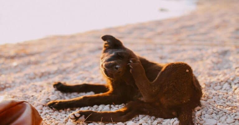Adorable black puppy lying on pebbles during sunset, showcasing playful and relaxed dog moments.