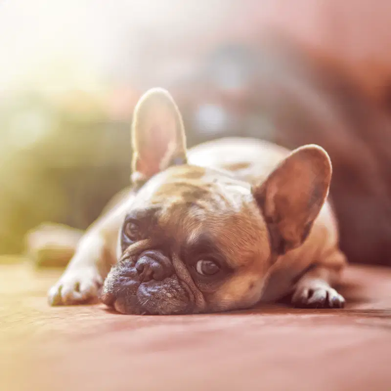 Cute French Bulldog puppy lying down, perfect for pet care and dog health tips.