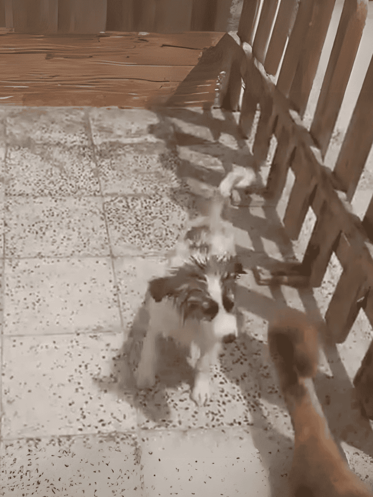 Adorable puppy tugging at leash near wooden fence.