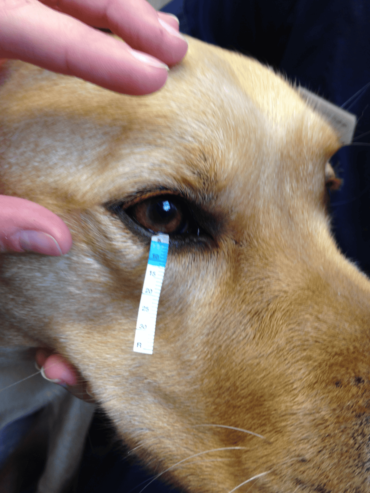 Dog eye health exam and grooming.