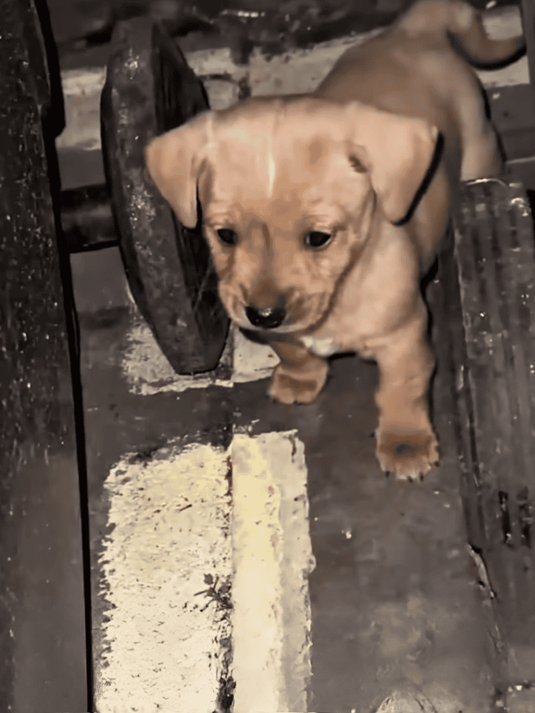 Adorable puppy exploring outdoors on a walkway, showcasing playful and curious behavior.