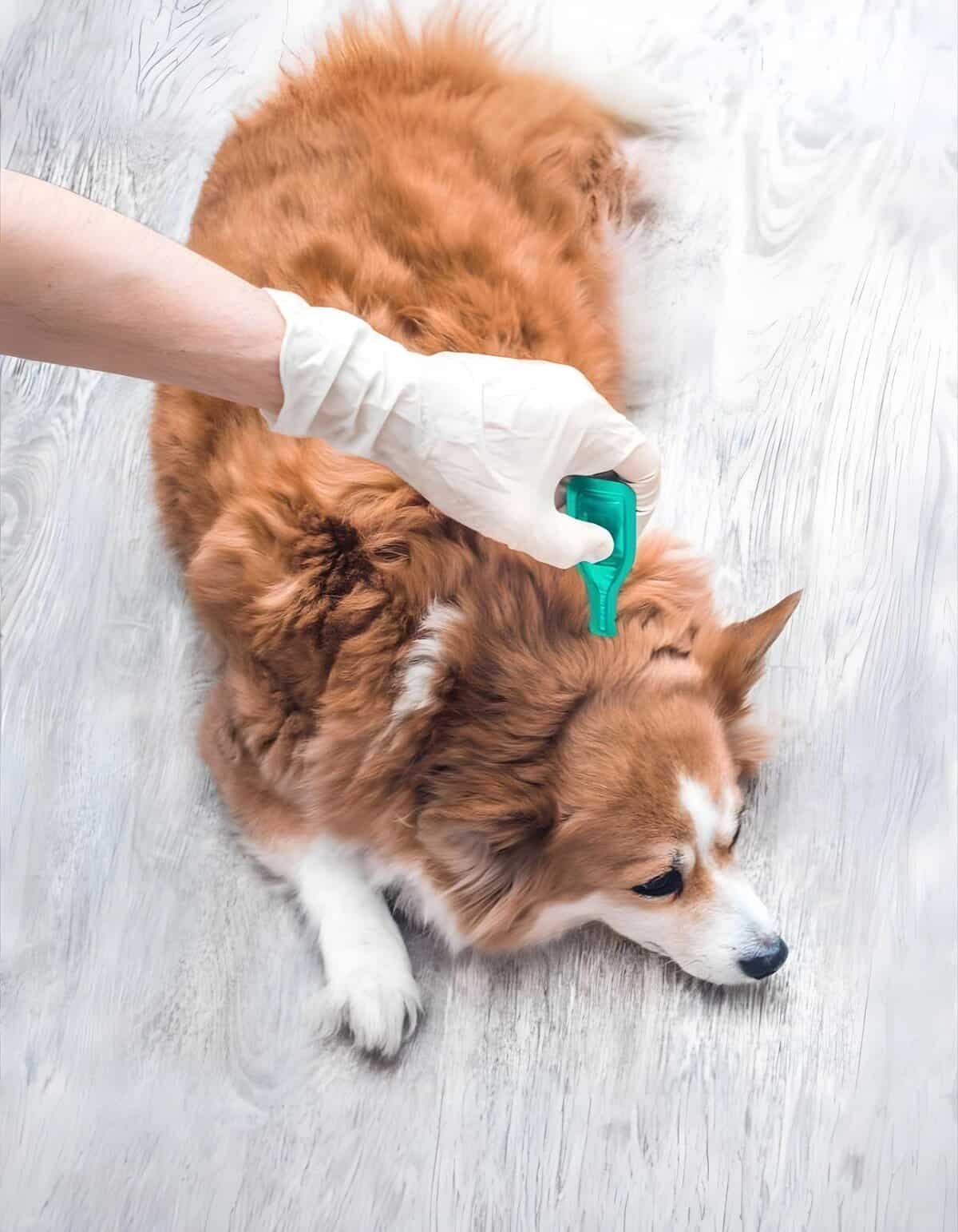 Dog being examined for health and wellness.