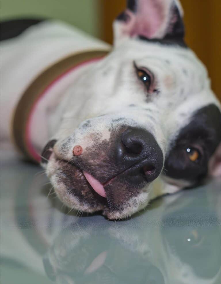 Adorable dog resting with a prominent bump on its nose in a cozy setting.