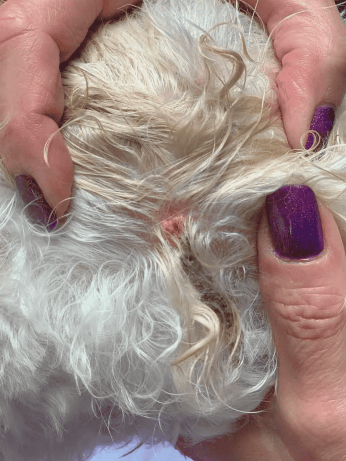 Close-up of a person inspecting a dog's coat for fleas and skin irritations.