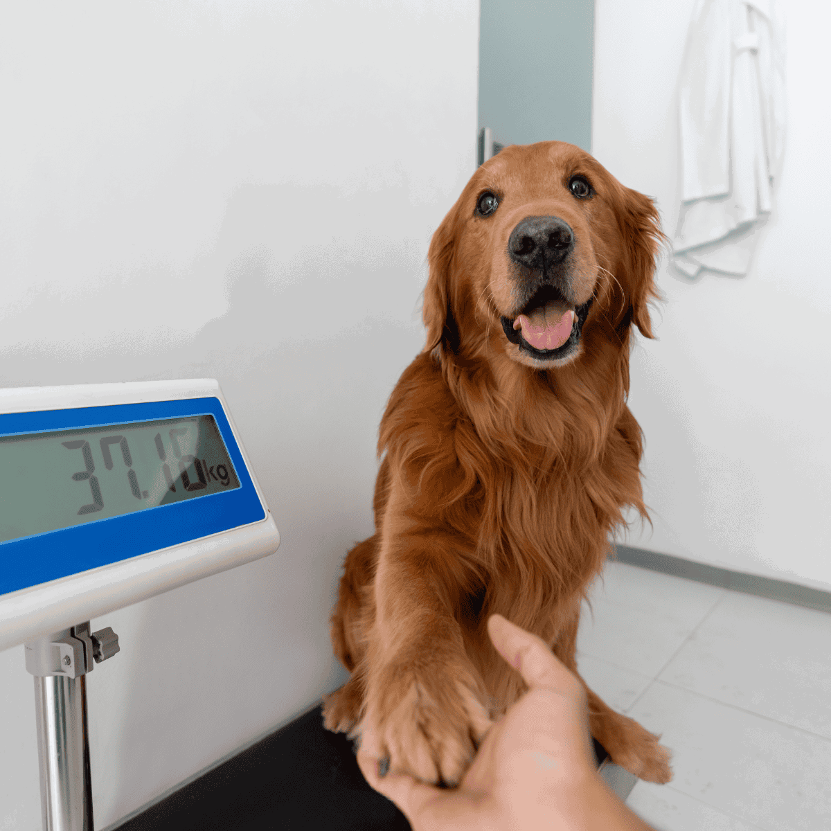 Dog weighing at vet clinic, healthy golden retriever smiling.