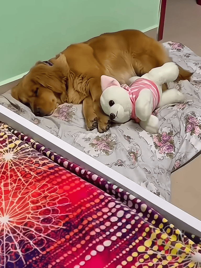 Adorable golden retriever puppy sleeping comfortably with a pink-striped plush dog toy on a floral bed.