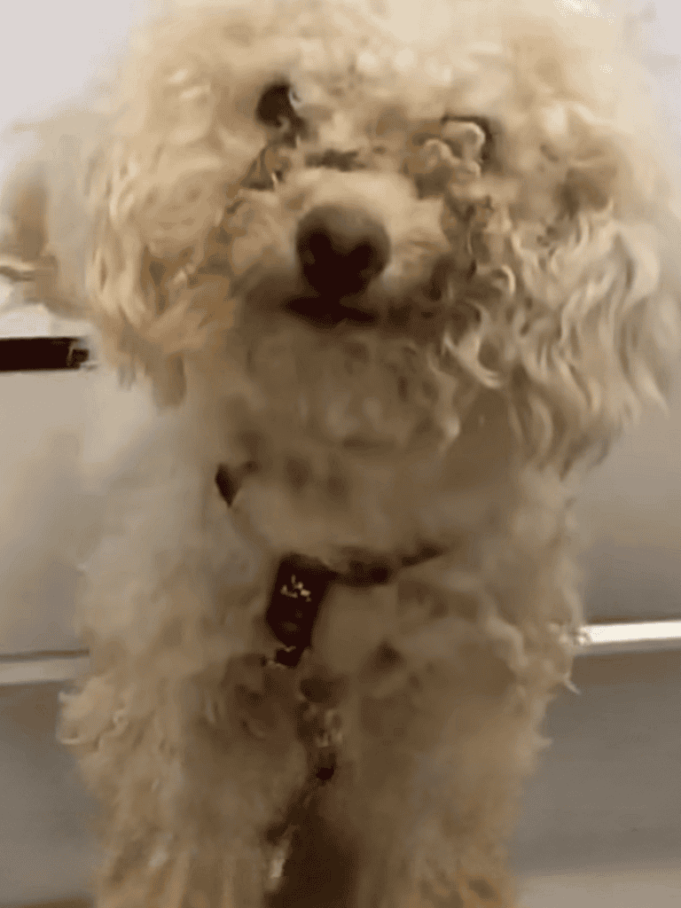Adorable fluffy dog with curly coat and expressive eyes, sitting indoors.