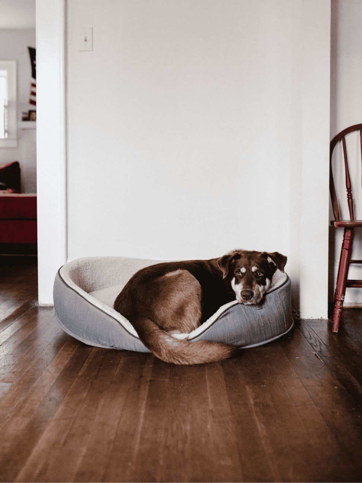 Dog bed cozy comfort inside house.