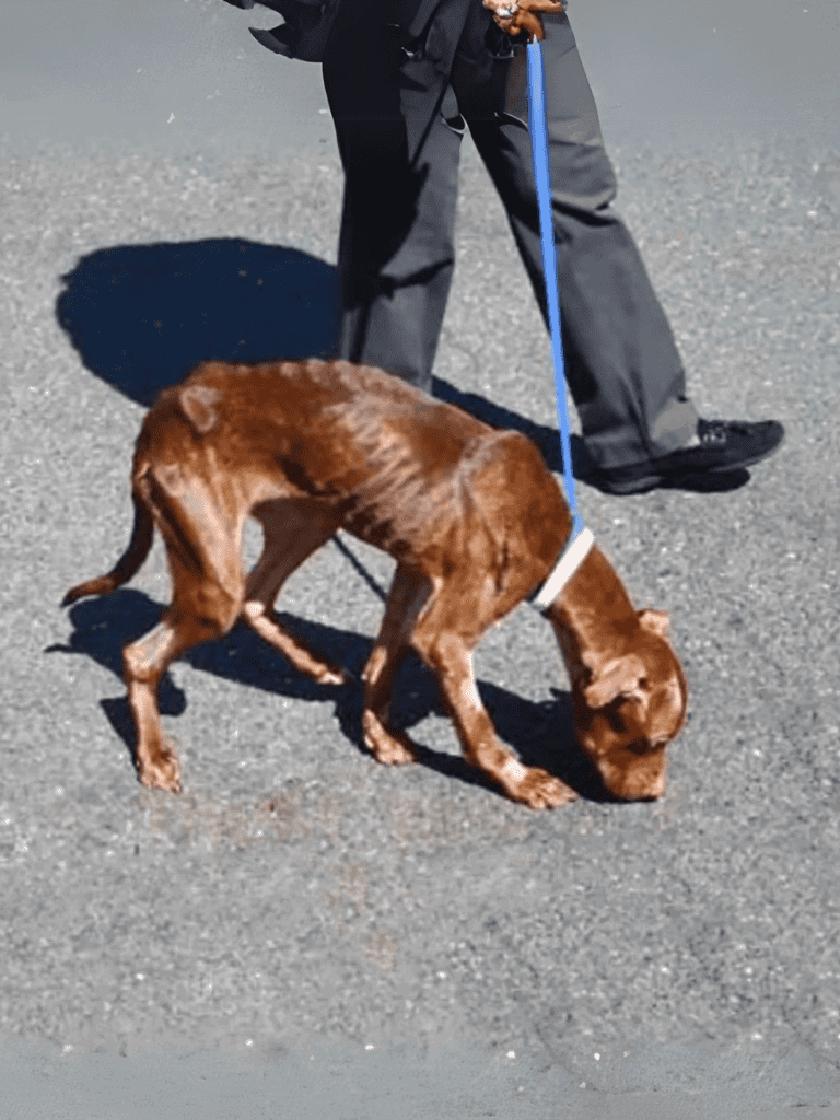 Healthy dog walking outdoors on pavement.
