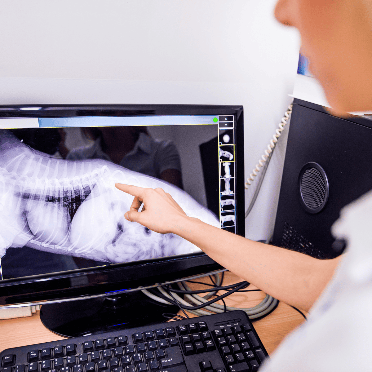 X-ray of dog being examined by veterinarian.