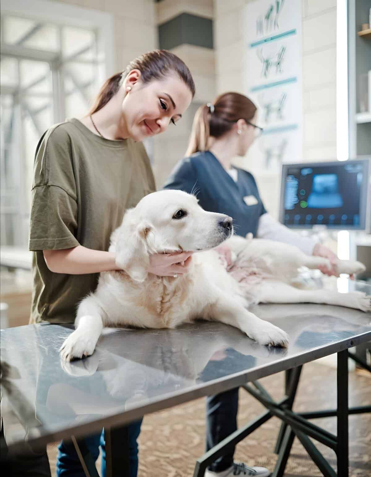 Dog grooming, veterinary checkup, pet health care, professional pet grooming services.