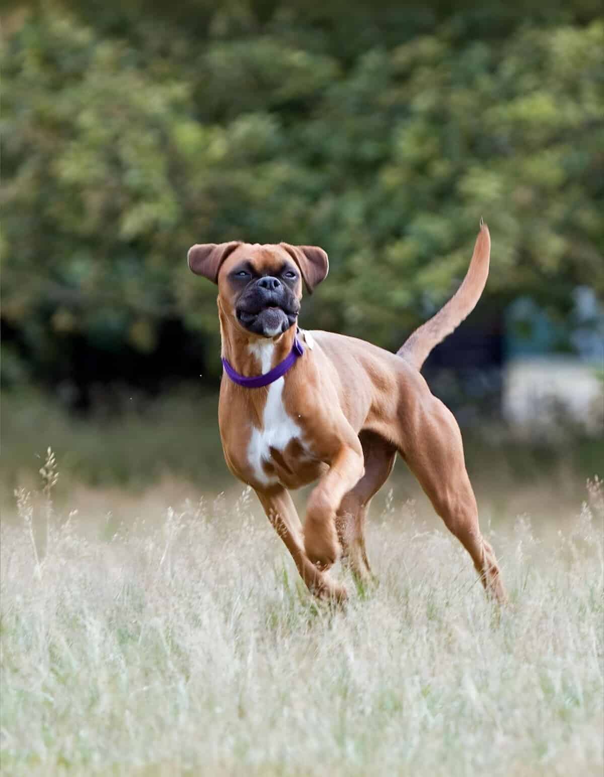 Vibrant Boxer breed enjoying outdoor playtime in a grassy field.