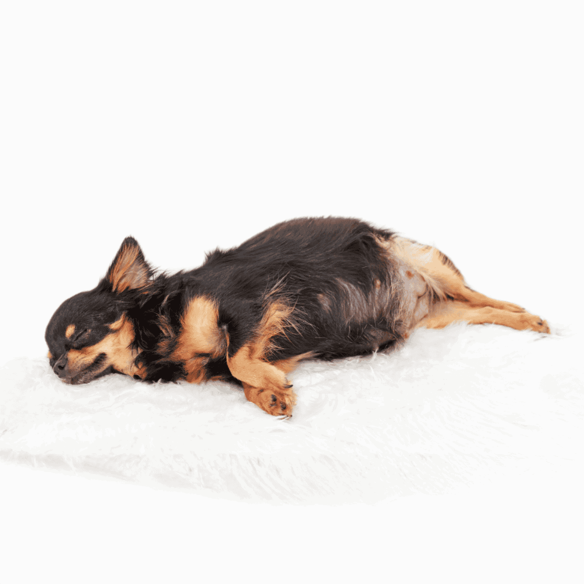 Cute sleeping dog on white blanket, cozy pet rest.