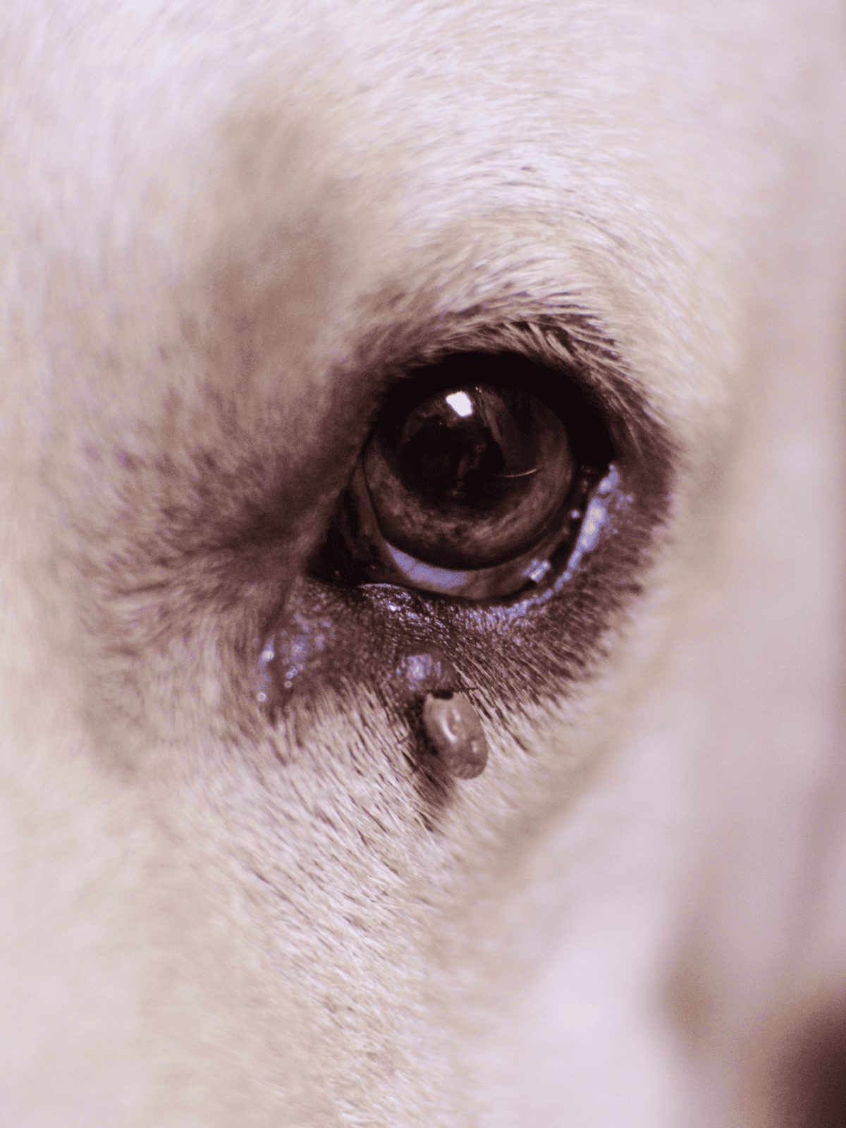 Close-up of a puppy's eye with tear stains, emphasizing dog eye care and hygiene.