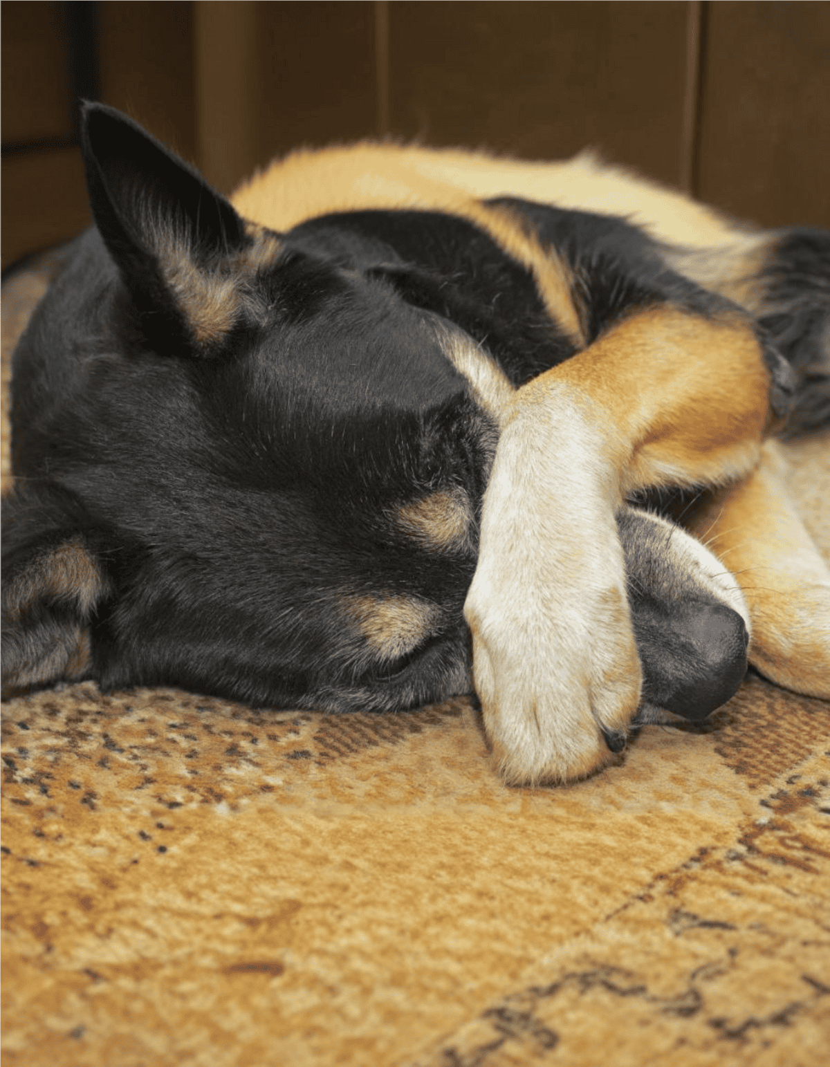 Adorable puppies sleeping peacefully together on a soft carpet.