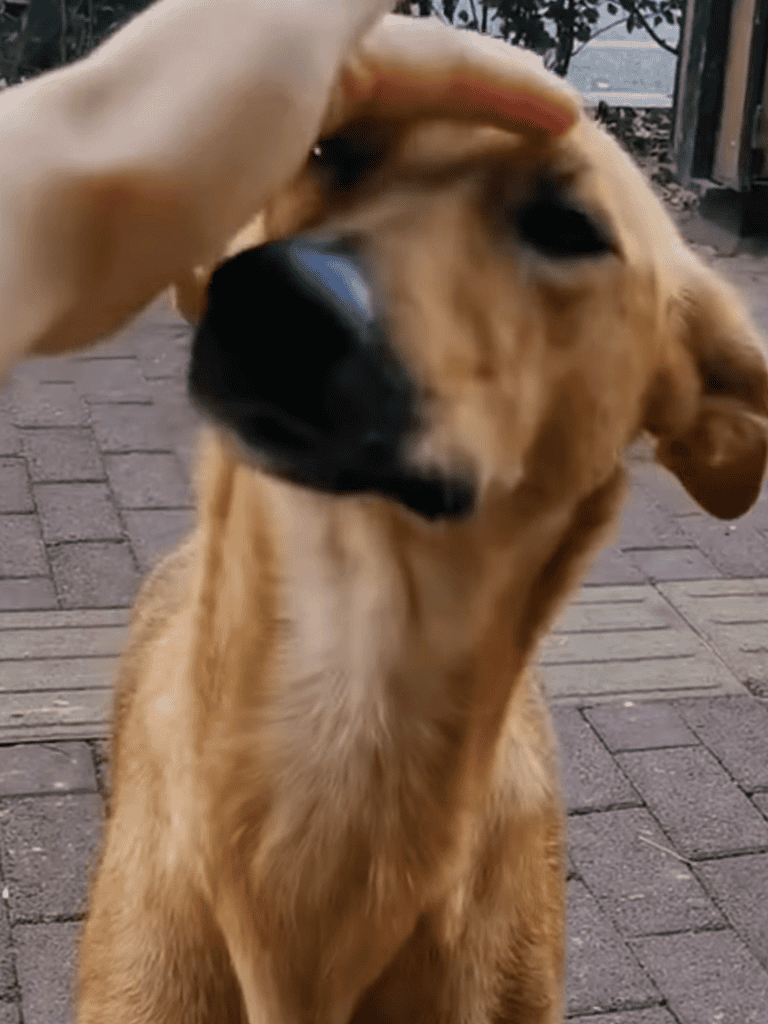 Dog playing with human hand, showing affection and happiness, outdoor setting, golden retriever.