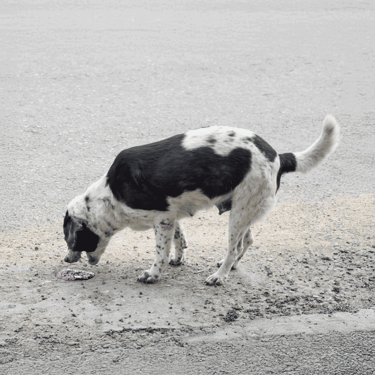 Dogตรวจสอบพื้นบนเส้นทางกรวดอย่างตั้งใจ.