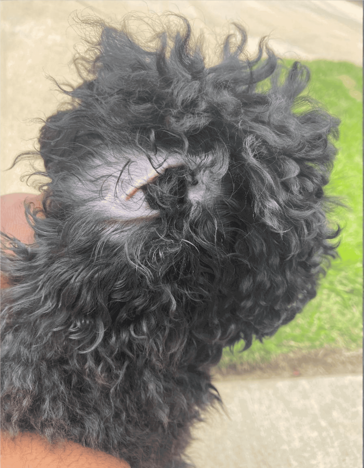 Close-up of adorable black curly-haired dog with thick coat.