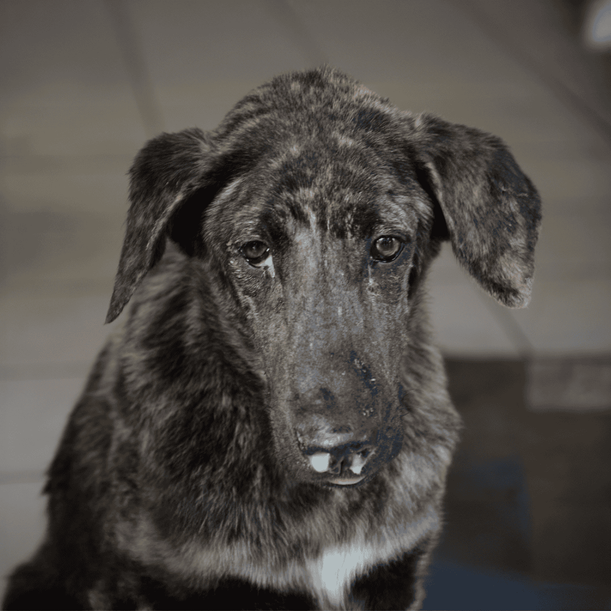 Adorable brindle puppy with soulful eyes, perfect for dog care tips and pet health.