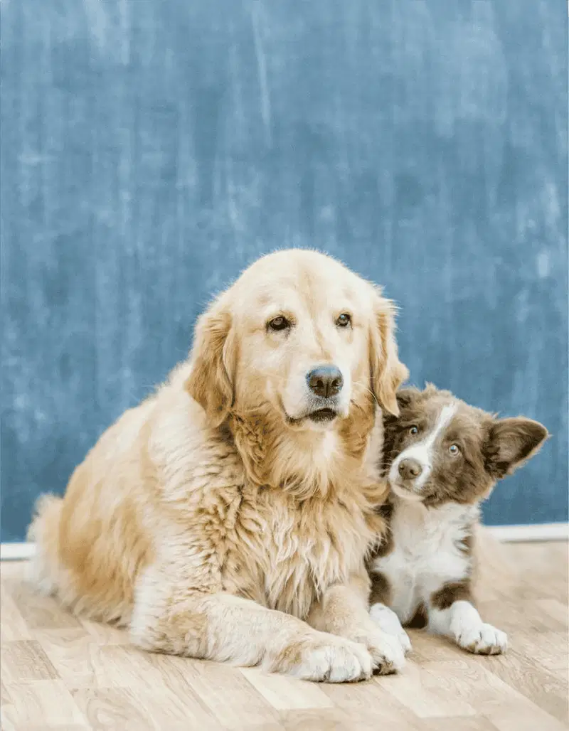 Cute retriever and collie puppies resting indoors against blue background.