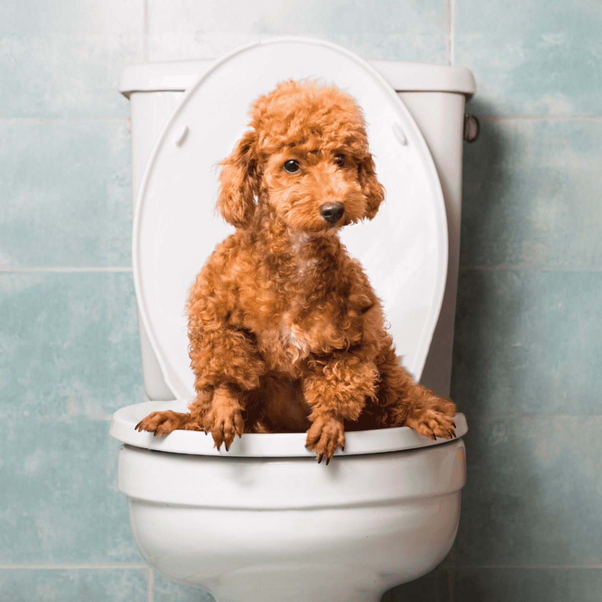 Adorable small dog pup sitting on toilet lid, funny pet humor, cute puppy with curly fur.