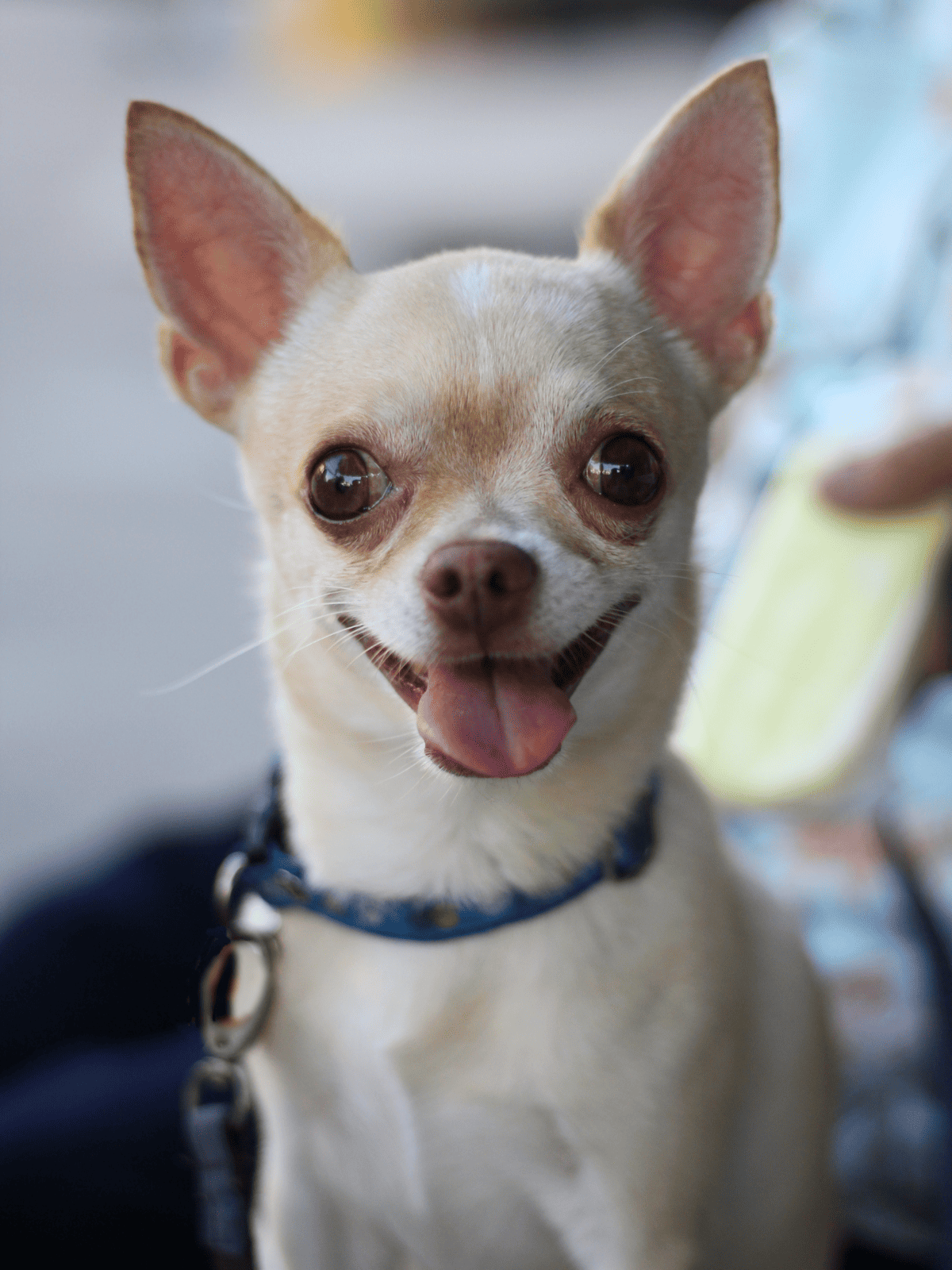Adorable Chihuahua dog with happy expression, showing its tongue and big eyes.