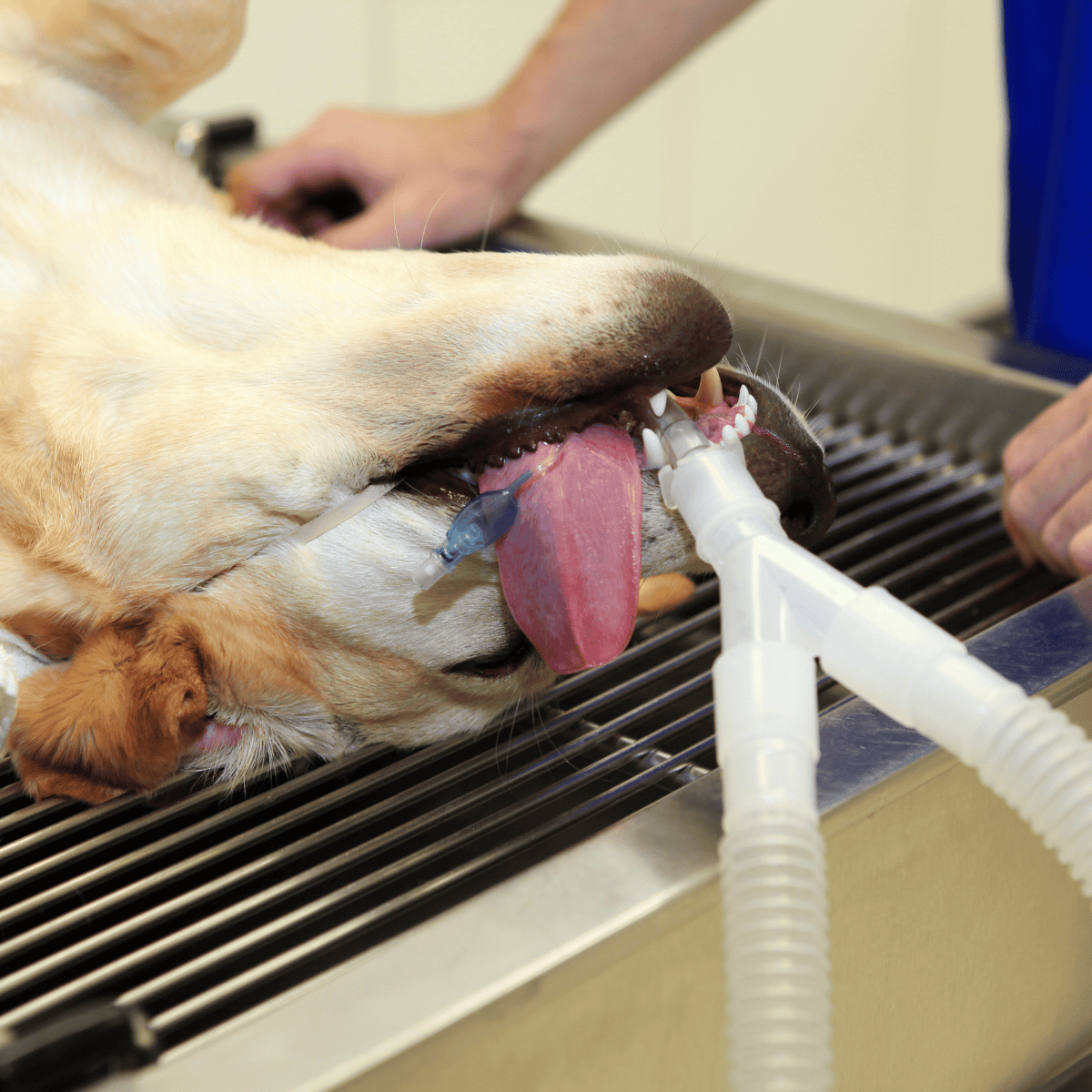 Dog undergoing anesthesia for dental cleaning at veterinary clinic.