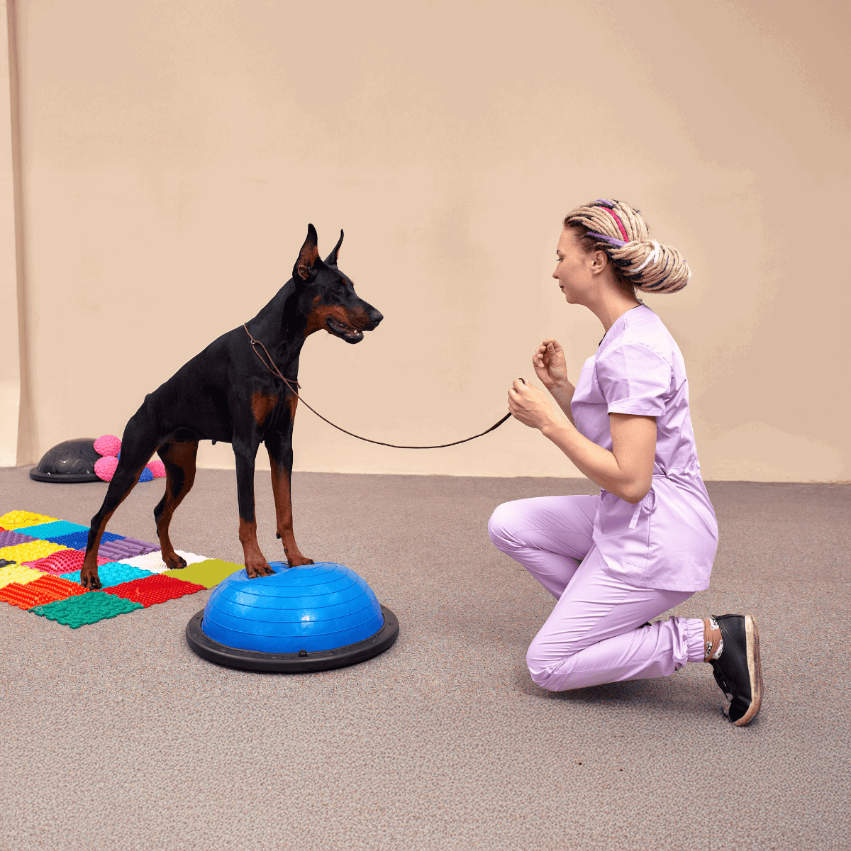 Dog training, dog therapy, agility training, canine obedience, professional pet trainer.