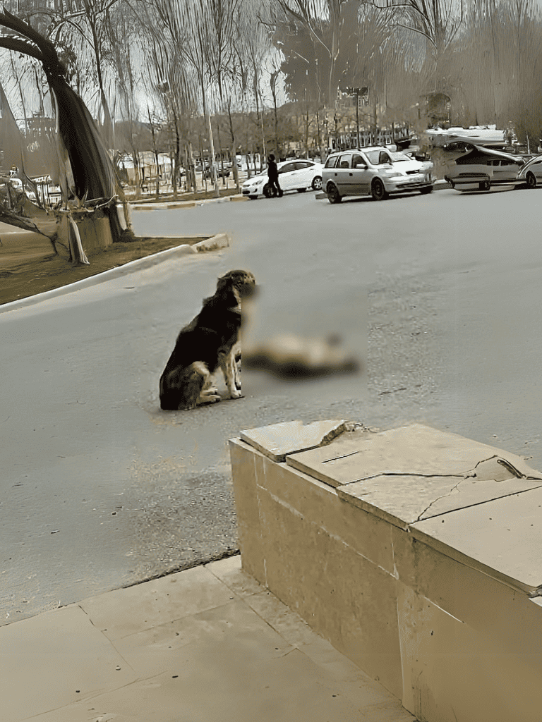 Dog sitting on roadside near parked cars during daytime.