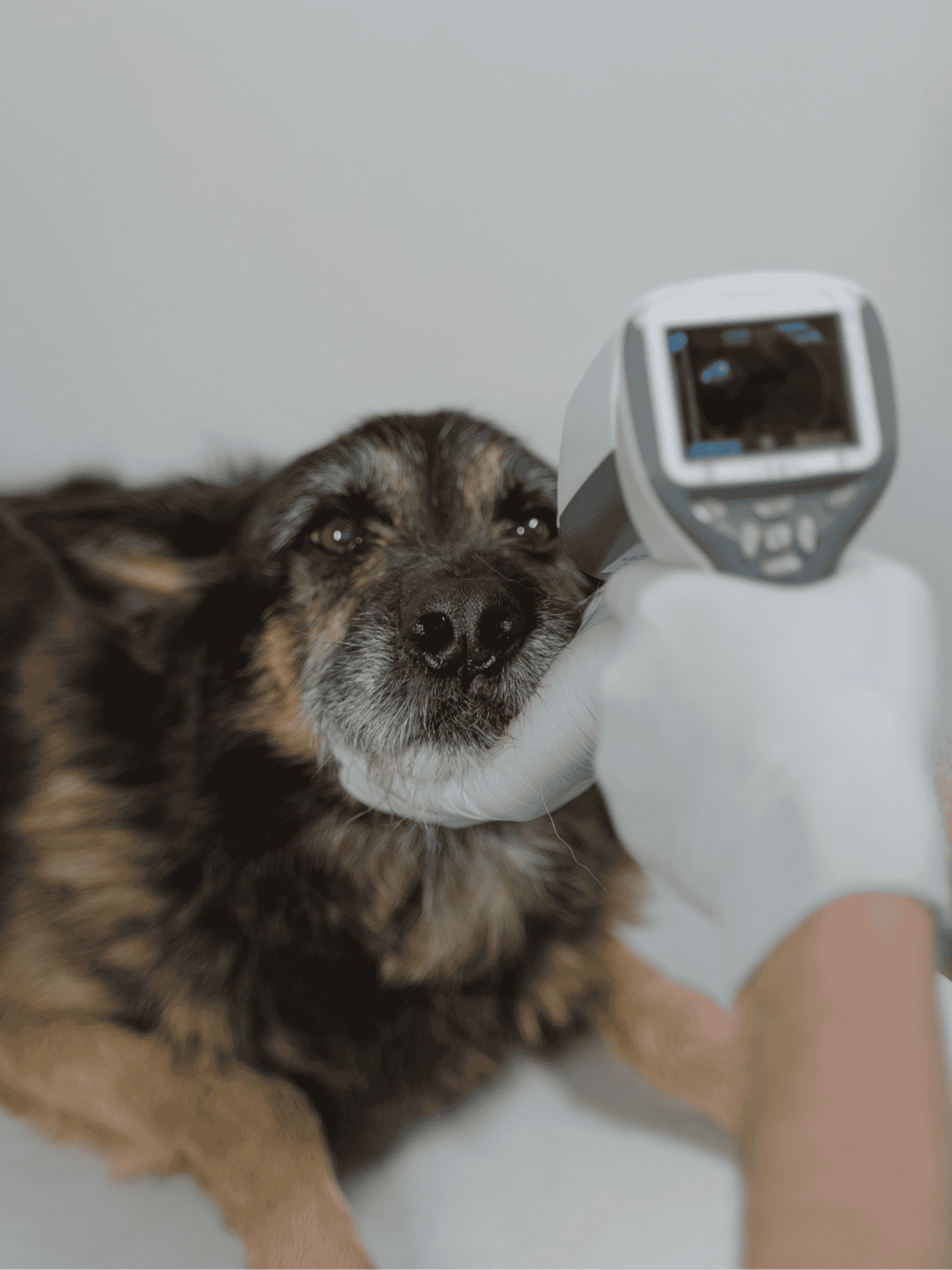 Digital thermometer used on senior dog.