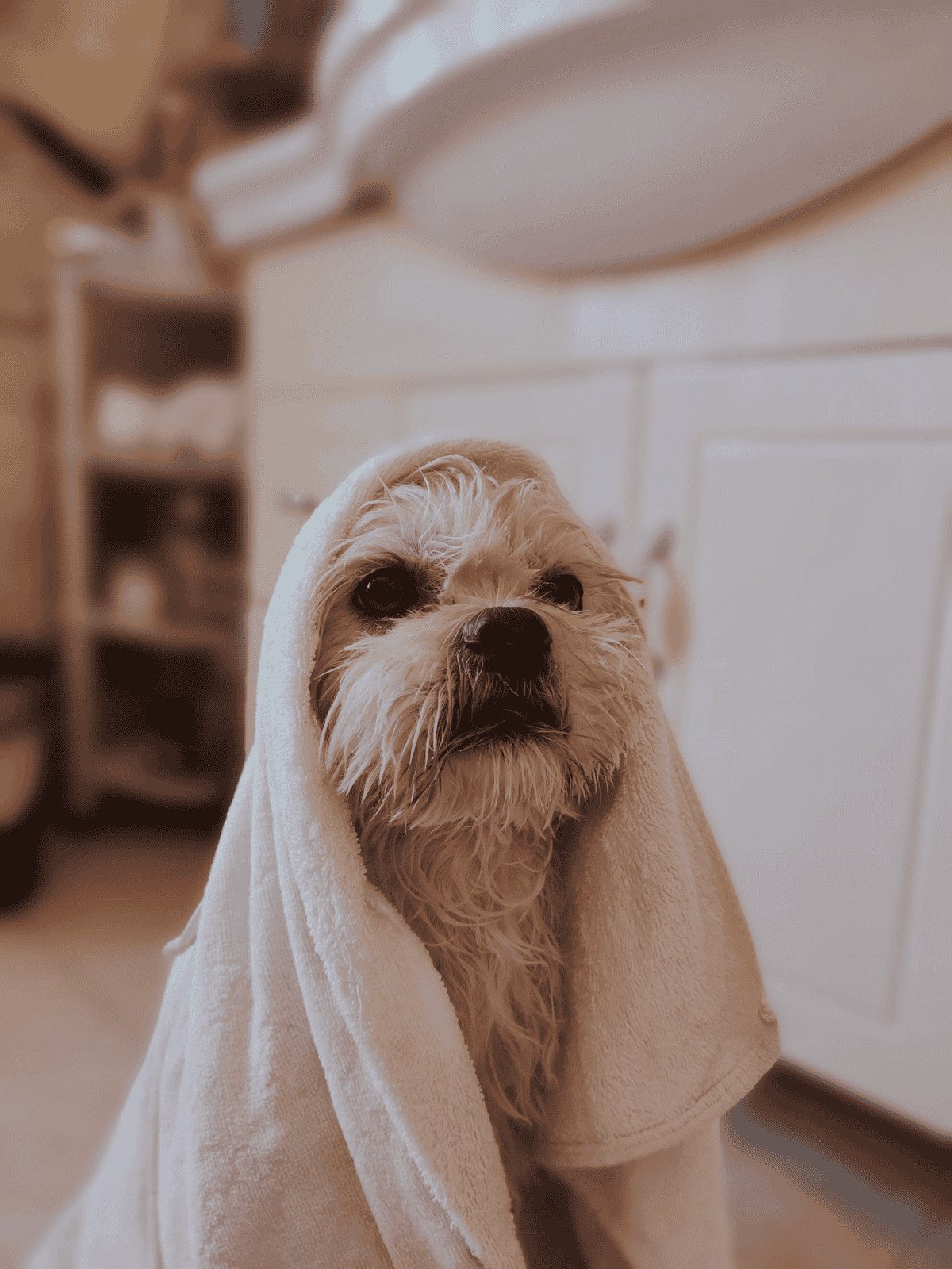Adorable dog wrapped in towel after bath at home.