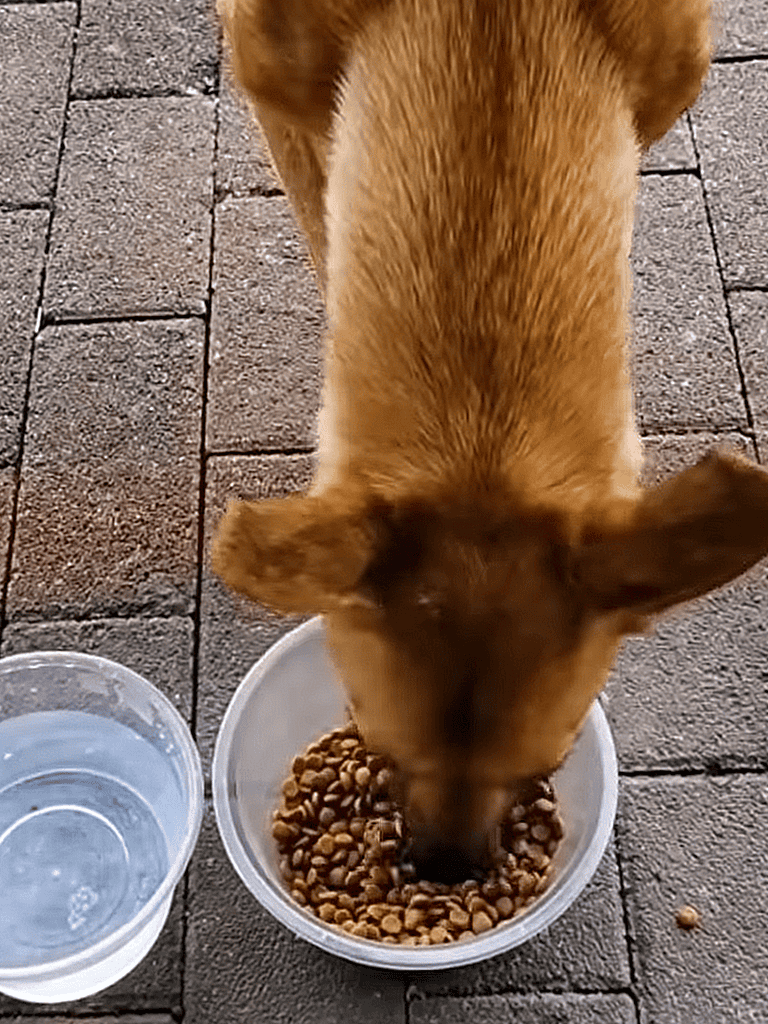 Dog eating dry food outdoors.