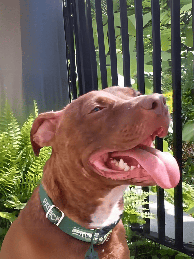 Dog smiling with tongue out near garden fence.