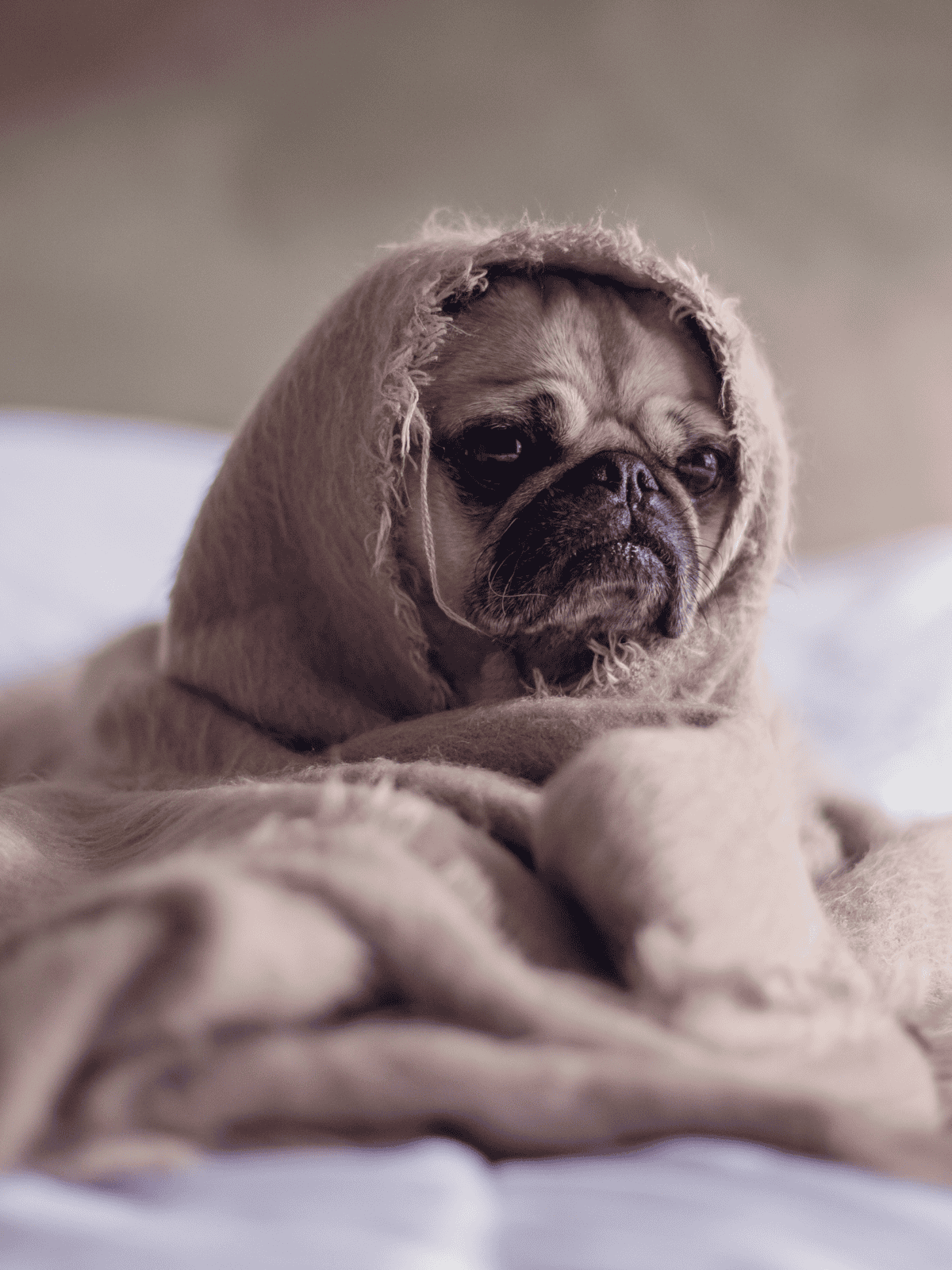 Adorable French Bulldog puppy in a soft beige blanket, perfect for pet comfort and relaxation.