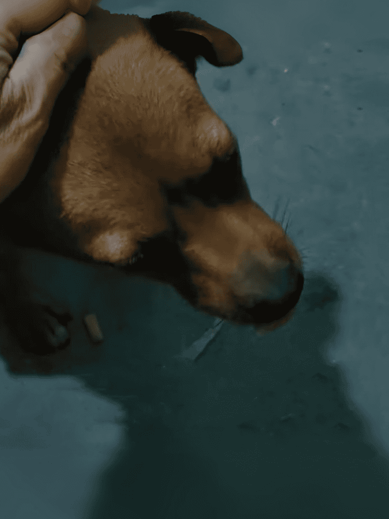Puppy lying on a blue surface with eyes closed, showing calm and relaxation.
