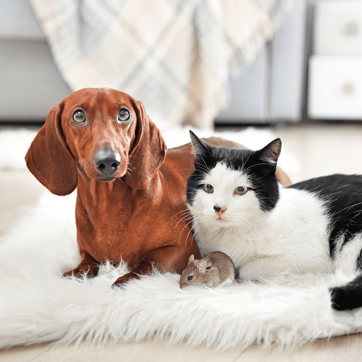 Cute dog and cat with a small mouse on a fluffy rug.