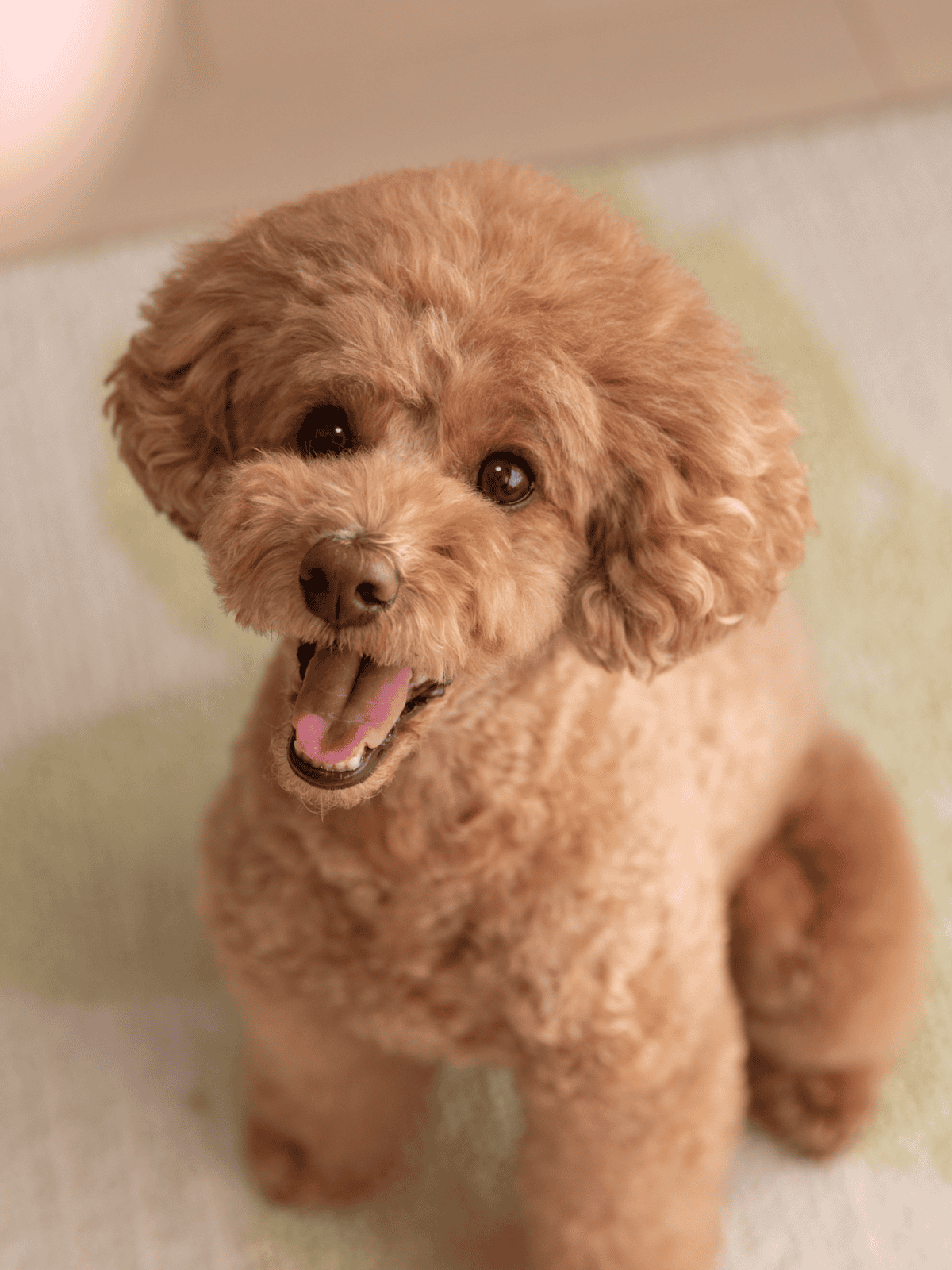 Happy fluffy poodle smiling indoors.