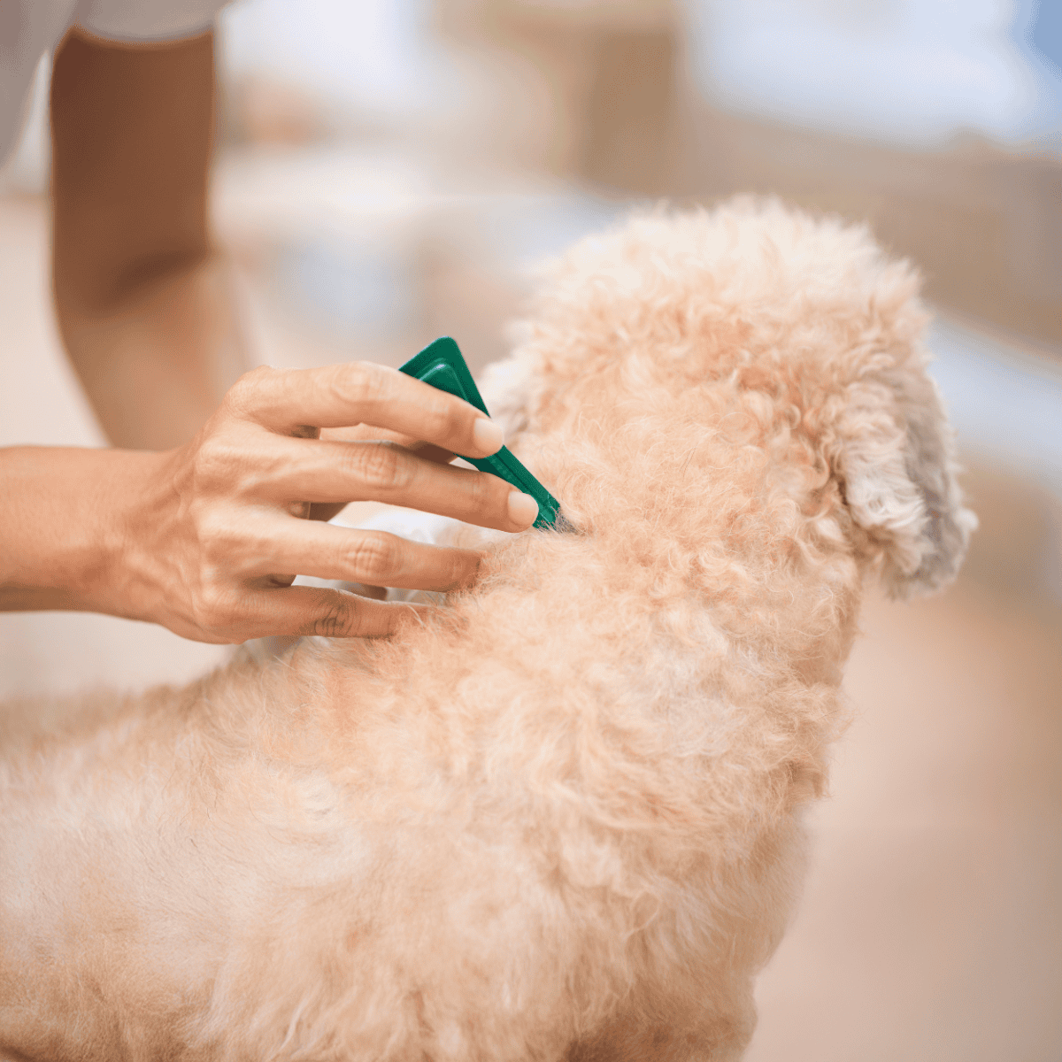 Close-up of a person administering flea treatment to a cute, curly-haired dog.