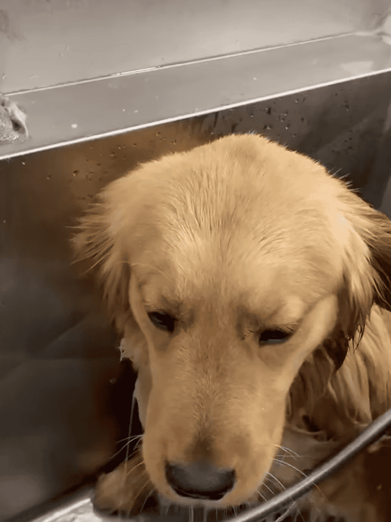 Adorable golden retriever puppy during grooming session at dog care center.