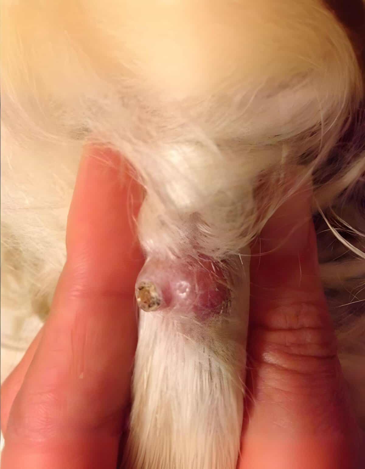 Close-up of dog skin infection with scaly, irritated area on paw.