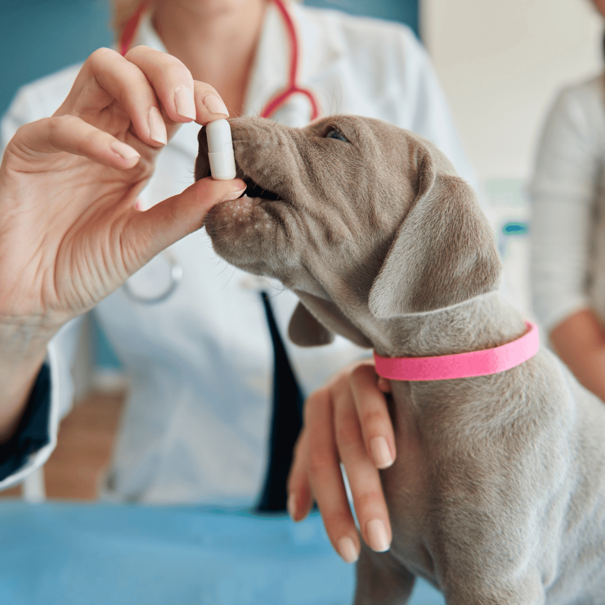 Veterinary dog health and medication services.