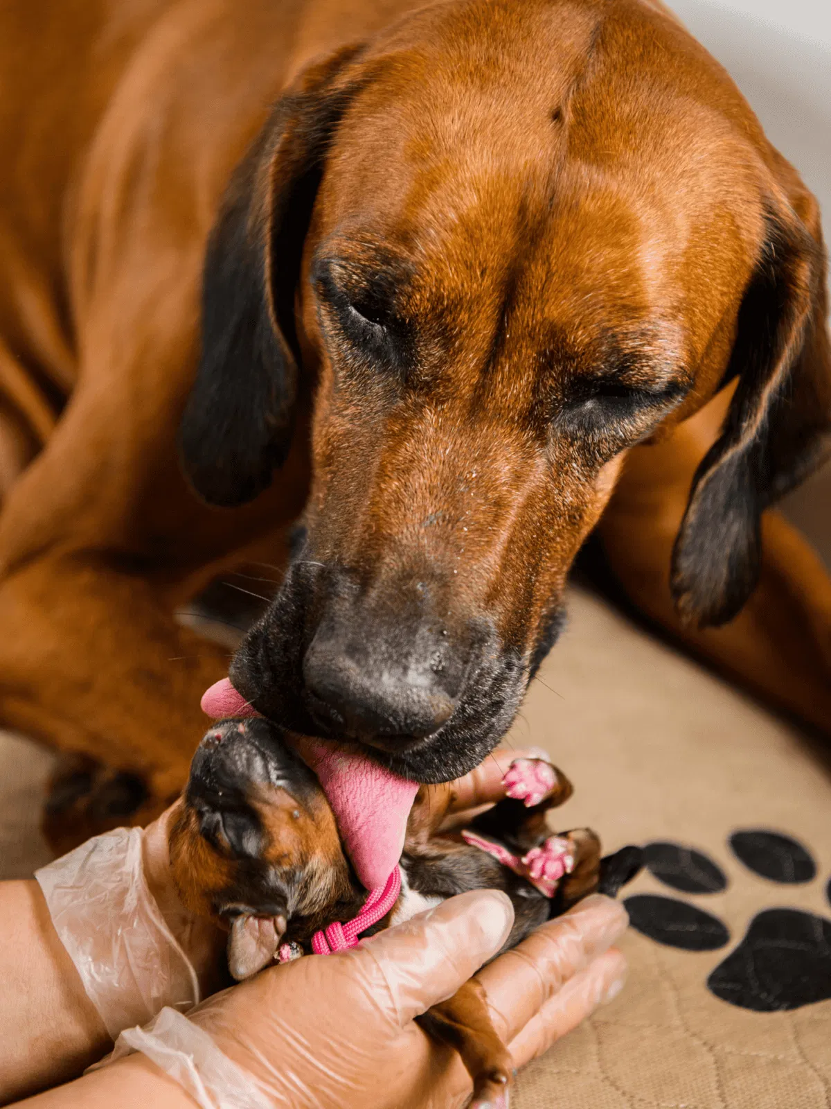 Adorable adult dog caring for tiny puppy with doctor’s gloves, highlighting pet health and puppy care services.