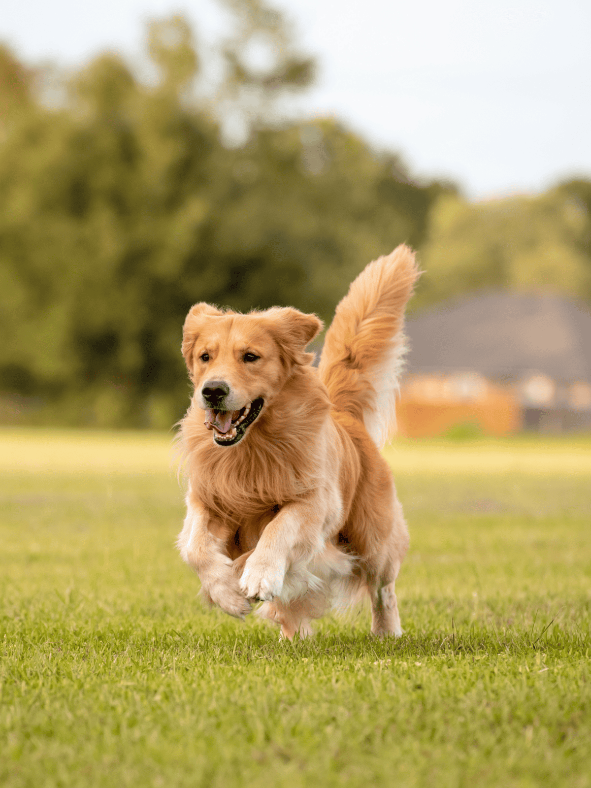 Golden retriever running outdoors, happy dog playing in grassy field.