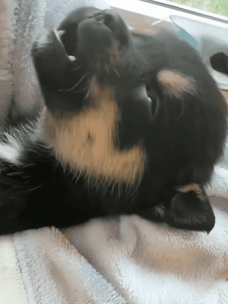 Adorable puppy curled up and sleeping on a soft blanket.