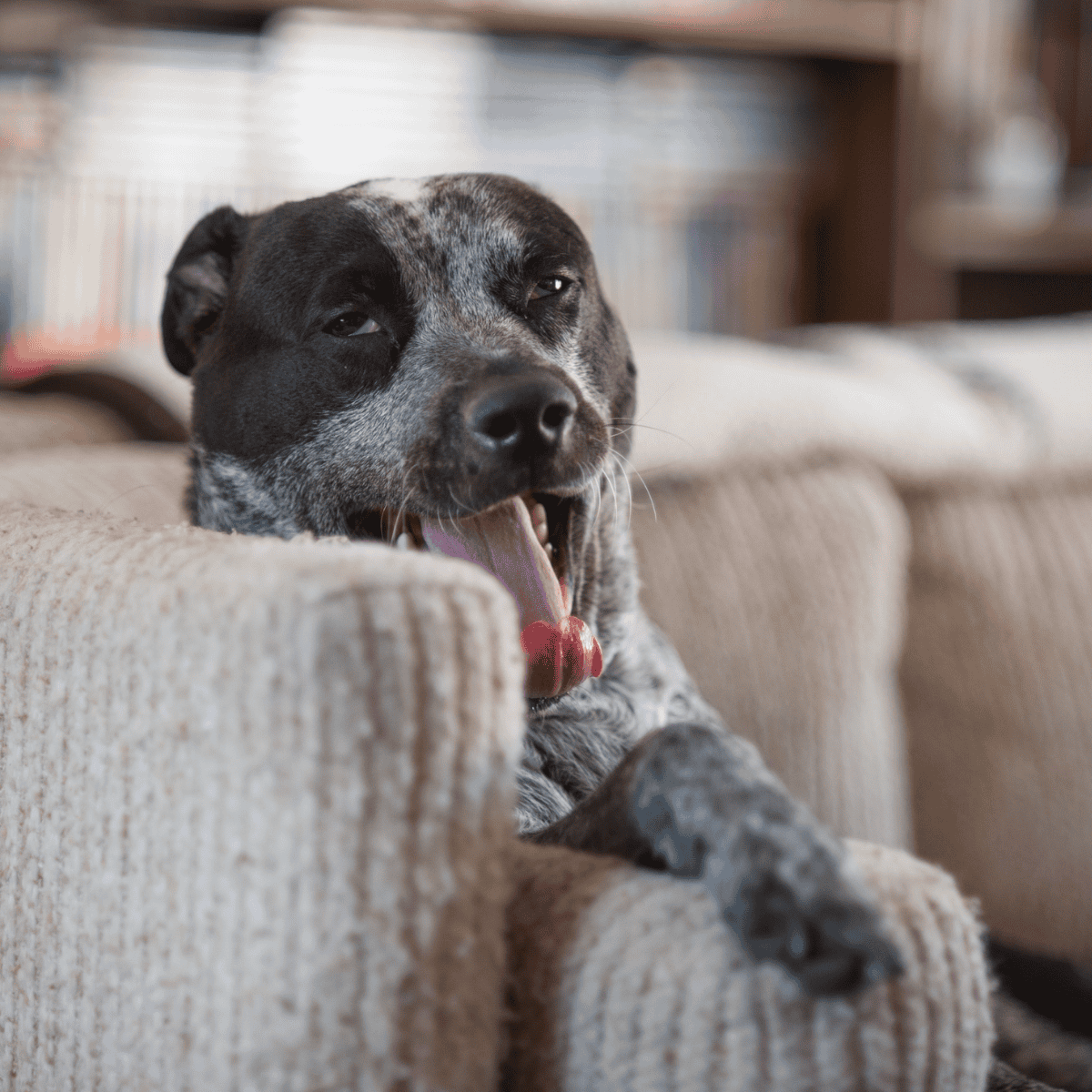 Close-up of a relaxed mixed breed dog yawning on cozy sofa, highlighting pet wellness and mental health.